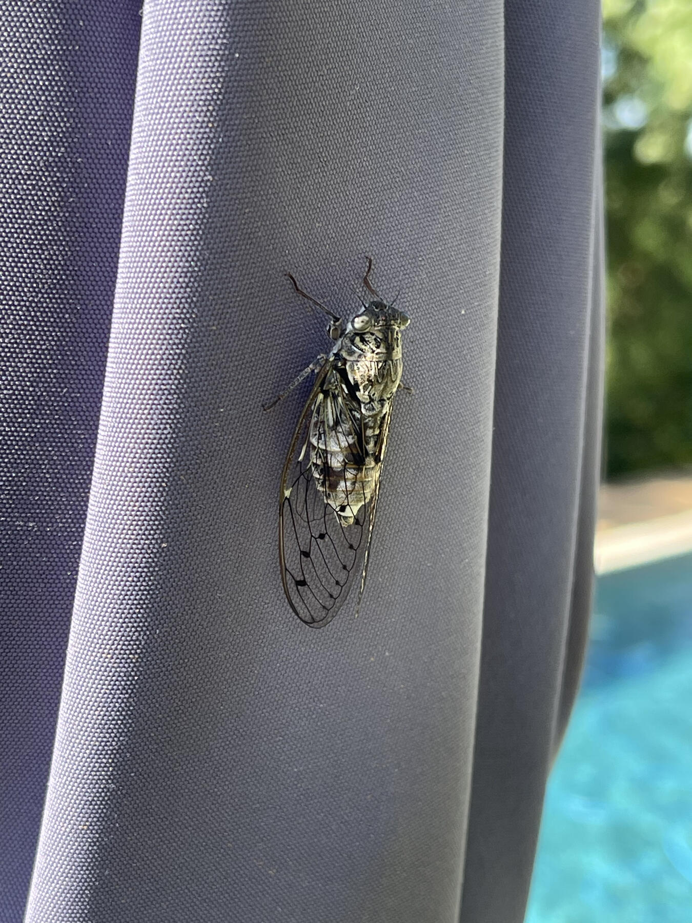 Cigale dans le jardin — Villa Castellas